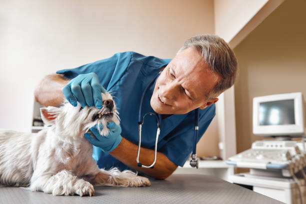 Best Broken or Cracked Tooth Emergency Dentist in Inola, OK
